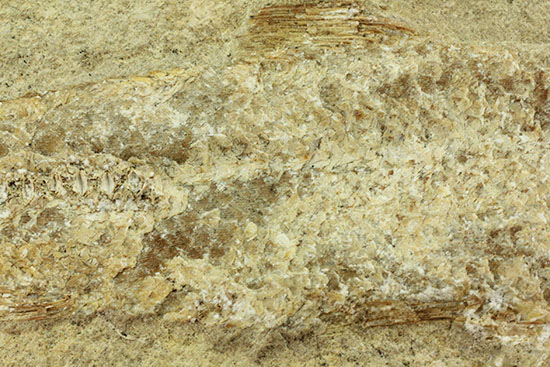 特筆すべき保存状態、ブラジル・サンタナ層産の魚化石のマルチ標本。（その14）