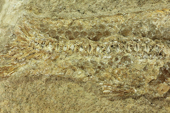 特筆すべき保存状態、ブラジル・サンタナ層産の魚化石のマルチ標本。（その15）