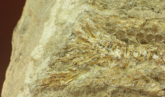 特筆すべき保存状態、ブラジル・サンタナ層産の魚化石のマルチ標本。（その16）