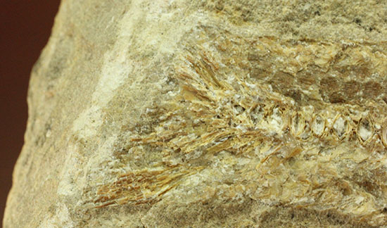 特筆すべき保存状態、ブラジル・サンタナ層産の魚化石のマルチ標本。(その16)