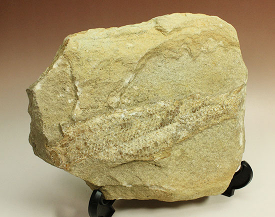 特筆すべき保存状態、ブラジル・サンタナ層産の魚化石のマルチ標本。（その17）