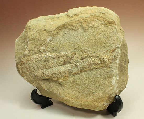 特筆すべき保存状態、ブラジル・サンタナ層産の魚化石のマルチ標本。（その18）