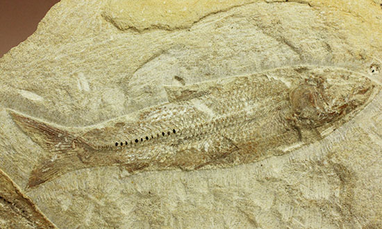 特筆すべき保存状態、ブラジル・サンタナ層産の魚化石のマルチ標本。（その19）