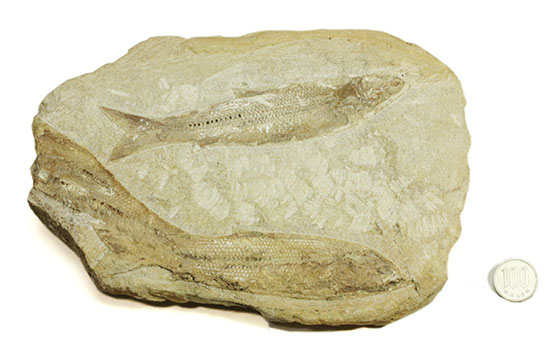 特筆すべき保存状態、ブラジル・サンタナ層産の魚化石のマルチ標本。（その20）