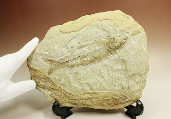 特筆すべき保存状態、ブラジル・サンタナ層産の魚化石のマルチ標本。（その3）