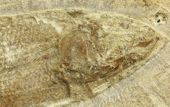 特筆すべき保存状態、ブラジル・サンタナ層産の魚化石のマルチ標本。（その4）