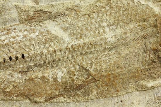 特筆すべき保存状態、ブラジル・サンタナ層産の魚化石のマルチ標本。（その5）