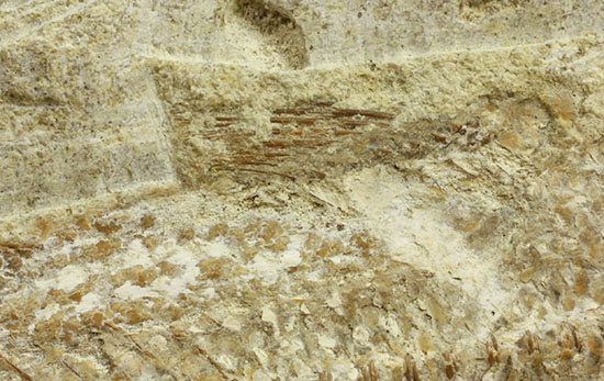 特筆すべき保存状態、ブラジル・サンタナ層産の魚化石のマルチ標本。（その6）