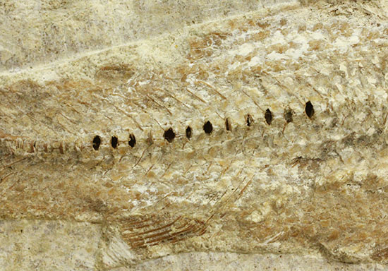 特筆すべき保存状態、ブラジル・サンタナ層産の魚化石のマルチ標本。(その7)