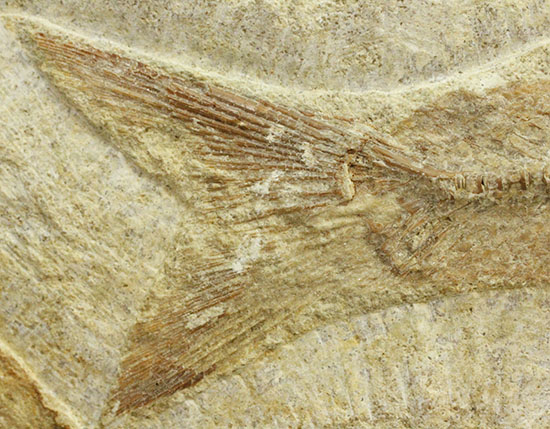 特筆すべき保存状態、ブラジル・サンタナ層産の魚化石のマルチ標本。（その8）