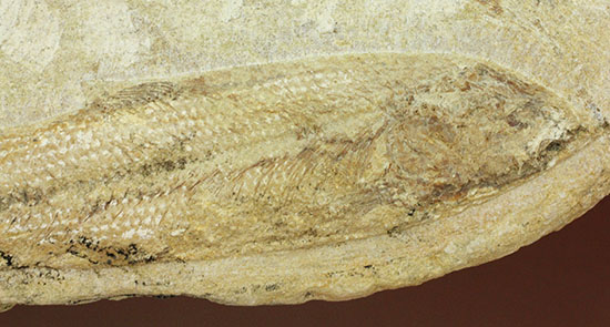 特筆すべき保存状態、ブラジル・サンタナ層産の魚化石のマルチ標本。（その9）