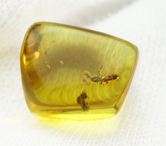 キューブ型！蟻（アリ）が内包された、約4000万年前のバルト海産琥珀(Amber)（その2）