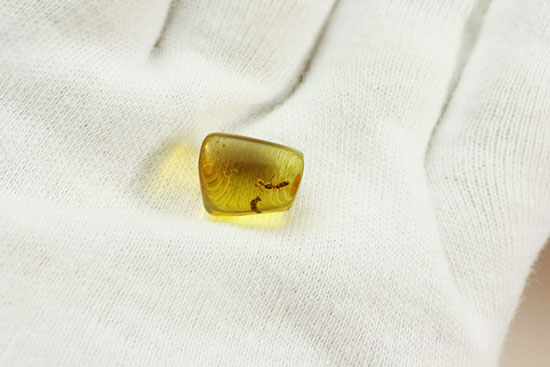 キューブ型！蟻（アリ）が内包された、約4000万年前のバルト海産琥珀(Amber)（その3）