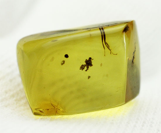 キューブ型！蟻（アリ）が内包された、約4000万年前のバルト海産琥珀(Amber)（その4）