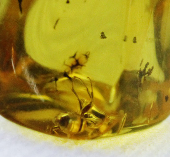 キューブ型！蟻（アリ）が内包された、約4000万年前のバルト海産琥珀(Amber)（その5）