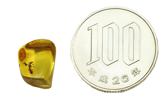 キューブ型！蟻（アリ）が内包された、約4000万年前のバルト海産琥珀(Amber)（その7）