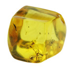 キューブ型！蟻（アリ）が内包された、約4000万年前のバルト海産琥珀(Amber)