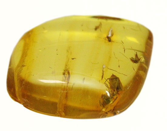 蟻(アリ)が内包された、約4000万年前のバルト海産琥珀(Amber)(その2)