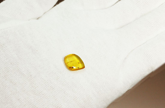 蟻（アリ）が内包された、約4000万年前のバルト海産琥珀(Amber)（その3）