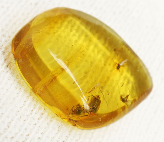 蟻（アリ）が内包された、約4000万年前のバルト海産琥珀(Amber)（その4）