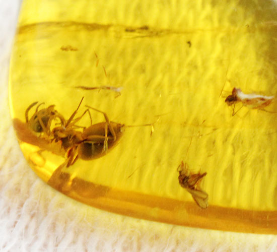 蟻（アリ）が内包された、約4000万年前のバルト海産琥珀(Amber)（その5）