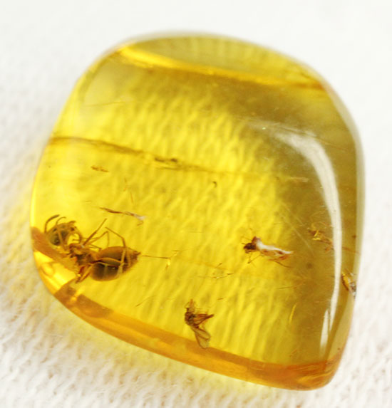 蟻（アリ）が内包された、約4000万年前のバルト海産琥珀(Amber)（その6）