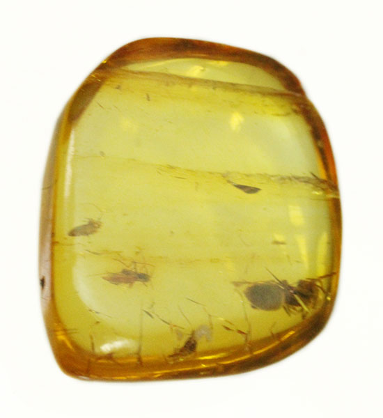 蟻（アリ）が内包された、約4000万年前のバルト海産琥珀(Amber)（その7）