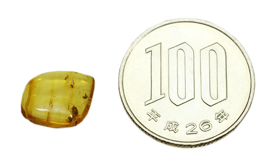蟻(アリ)が内包された、約4000万年前のバルト海産琥珀(Amber)(その8)