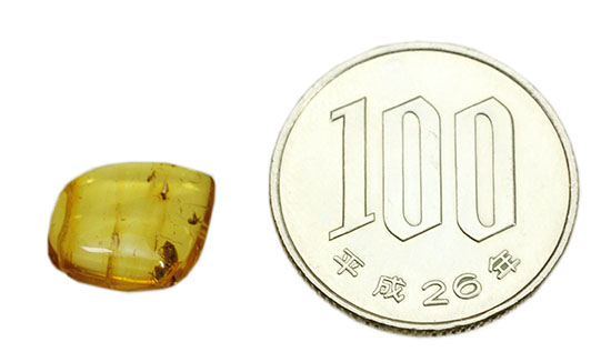 蟻（アリ）が内包された、約4000万年前のバルト海産琥珀(Amber)（その8）