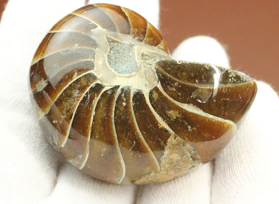 丸みを帯びた、メノウのグラデーション色が美しいオウムガイ化石。(その1)