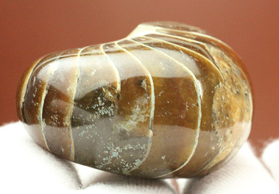 丸みを帯びた、メノウのグラデーション色が美しいオウムガイ化石。（その8）