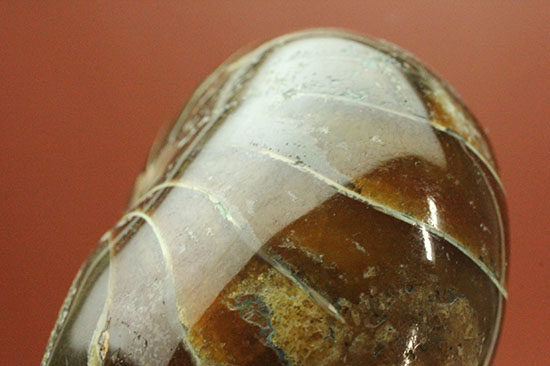 丸みを帯びた、メノウのグラデーション色が美しいオウムガイ化石。（その9）