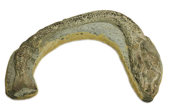 ヴィンクティフェルと思しき、ブラジル・サンタナフォーメーション産の立派な古代魚の化石。うなぎのようなカーブが面白い。（その1）