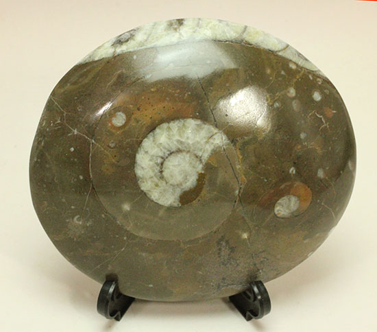 デボン紀古代の海の様子を切り取ったような、ゴニアタイト化石(オルソセラスも見られます。)(その1)