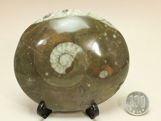 デボン紀古代の海の様子を切り取ったような、ゴニアタイト化石(オルソセラスも見られます。)(その10)