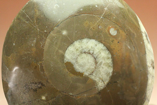 デボン紀古代の海の様子を切り取ったような、ゴニアタイト化石(オルソセラスも見られます。)(その2)