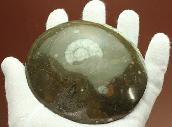 デボン紀古代の海の様子を切り取ったような、ゴニアタイト化石(オルソセラスも見られます。)(その3)