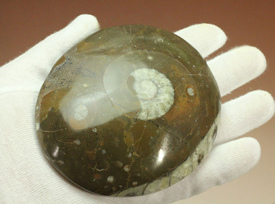 デボン紀古代の海の様子を切り取ったような、ゴニアタイト化石(オルソセラスも見られます。)(その4)