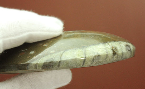 デボン紀古代の海の様子を切り取ったような、ゴニアタイト化石(オルソセラスも見られます。)(その5)
