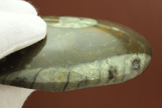 デボン紀古代の海の様子を切り取ったような、ゴニアタイト化石(オルソセラスも見られます。)(その6)