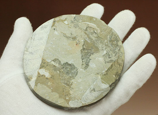 デボン紀古代の海の様子を切り取ったような、ゴニアタイト化石(オルソセラスも見られます。)(その7)