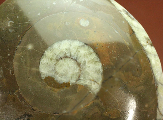 デボン紀古代の海の様子を切り取ったような、ゴニアタイト化石(オルソセラスも見られます。)(その8)