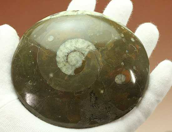 デボン紀古代の海の様子を切り取ったような、ゴニアタイト化石(オルソセラスも見られます。)(その9)