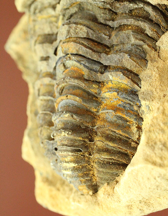 ノジュールの構造がわかります！保存状態の良い、三葉虫ノジュール標本(Trilobite)（その12）