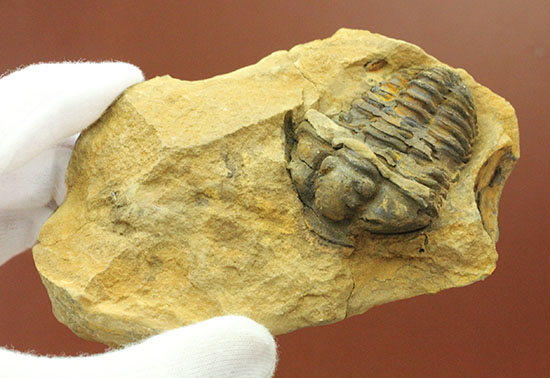 ノジュールの構造がわかります！保存状態の良い、三葉虫ノジュール標本(Trilobite)（その4）