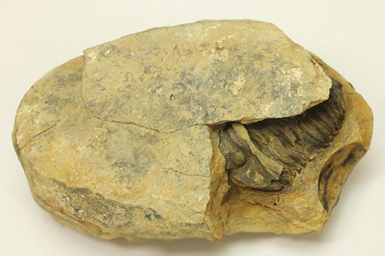 ノジュールの構造がわかります！保存状態の良い、三葉虫ノジュール標本(Trilobite)（その5）