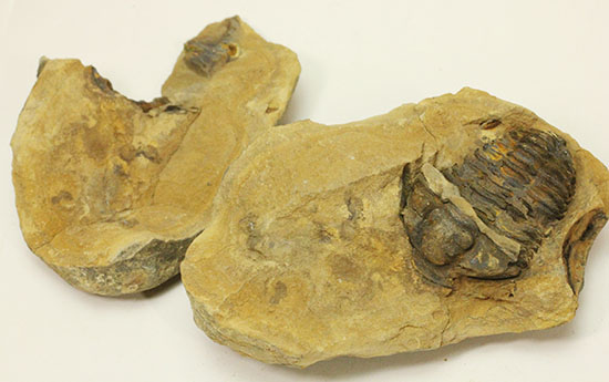三葉虫　化石　fossil　ボリビア産　trilobite　ノジュール判別③ 三葉虫 化石（Trilobite Fossil)（学名 ： Phacops） 時代