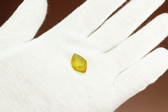 透明感が抜群。蟻が１匹内包された、約4000万年前のバルト海産琥珀(Amber)（その3）