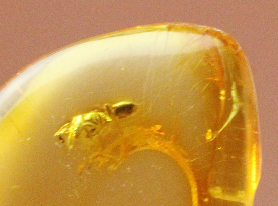 透明感が抜群。蟻が１匹内包された、約4000万年前のバルト海産琥珀(Amber)（その4）