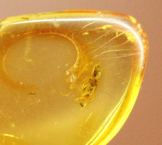 透明感が抜群。蟻が１匹内包された、約4000万年前のバルト海産琥珀(Amber)（その7）